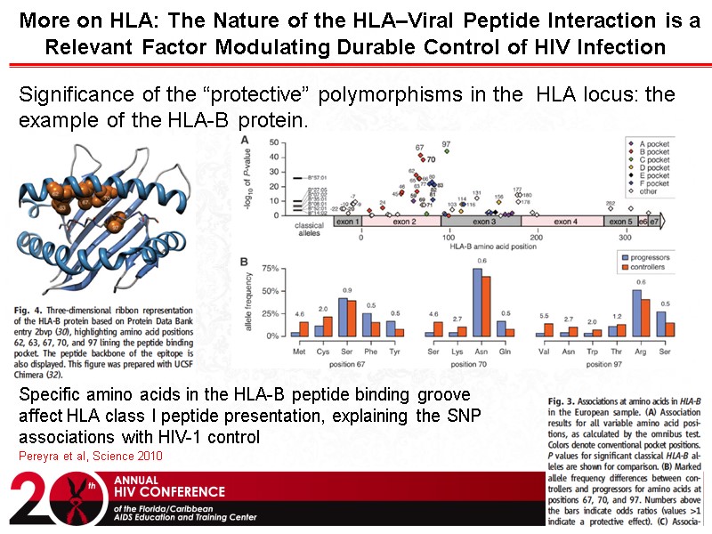 More on HLA: The Nature of the HLA–Viral Peptide Interaction is a Relevant Factor